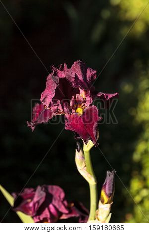 Deep blood red bearded iris also called Ida Red blooms in a botanical garden