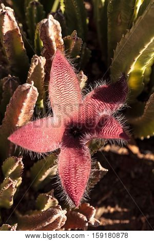 Red flower blooms on a Stapelia gigantea cactus and is also called the starfish flower and grows in Africa
