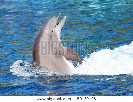 The Bottlenose Dolphin jumping in blue lagoon. Funny and friendly animal. Greeting from tropical paradise.