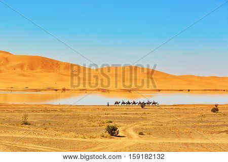 Oasis Lake In Sahara Desert, Merzouga, Africa