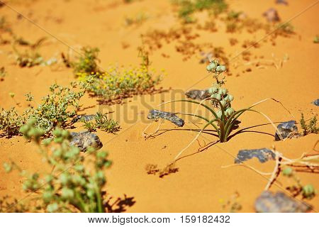 Green Plant Growing In Sahara Desert, Merzouga, Morocco
