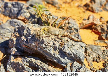 Lizard On The Stone In Sahara Desert, Merzouga, Morocco