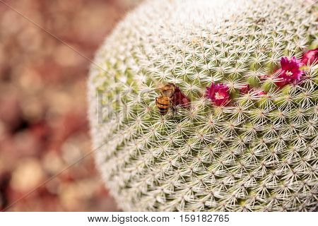 Twin spined cactus Mammillaria geminispina grows in the desert and attracts bees to its pink flowers.