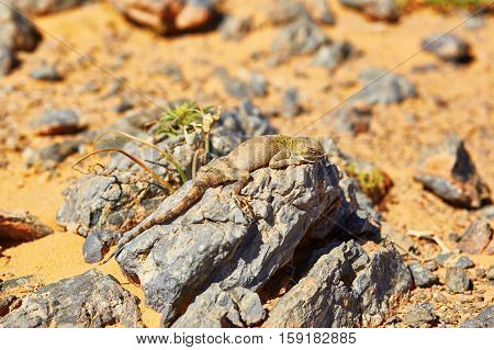 Lizard On The Stone In Sahara Desert