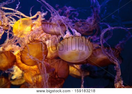 Pacific sea nettle called Chrysaora fuscenscens is seen as far south as Baja California and as far north as British Columbia.
