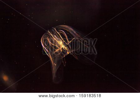 Comb jellyfish called Phylum ctenophore in a saltwater aquarium