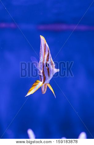 Copper-banded butterflyfish, Chelmon rostratus, in a reef aquarium