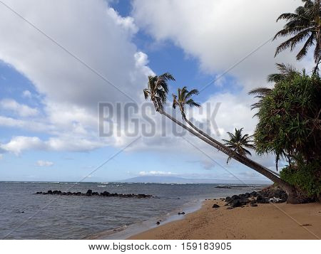 Coconut Tree hangs over rocks and beach with Gentle Waves break off shore by Hawaiian Fishpond and on Lanai visible in the distance in the state of Hawaii.