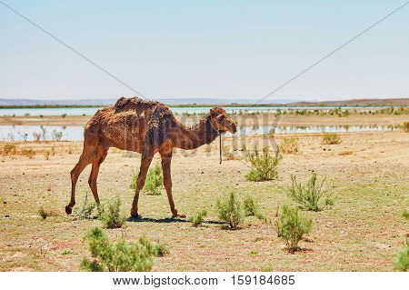 Camel In Sahara Desert, Morocco, Africa