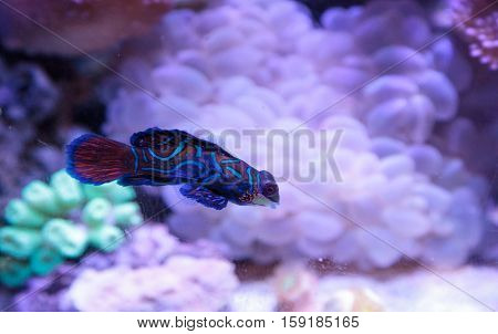 Mandarin goby is also called the Mandarin dragnet Synchiropus splandidus in a reef aquarium