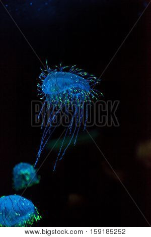 Flower hat jelly known as Olindias Formosa found off the coast of southern Japan.