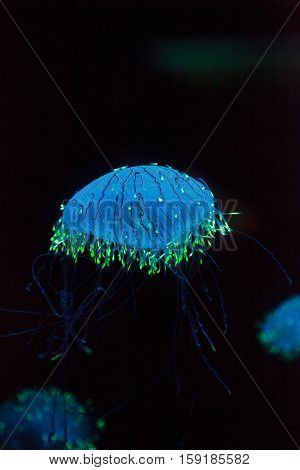 Flower hat jelly known as Olindias Formosa found off the coast of southern Japan.