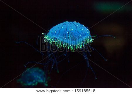 Flower hat jelly known as Olindias Formosa found off the coast of southern Japan.