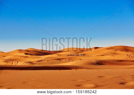 Camel Caravan In Sahara Desert