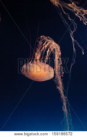 Purple striped jellyfish, Chrysaora colorata, floats gracefully with its tentacles dangling.