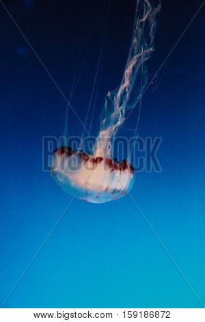 Purple striped jellyfish, Chrysaora colorata, floats gracefully with its tentacles dangling.