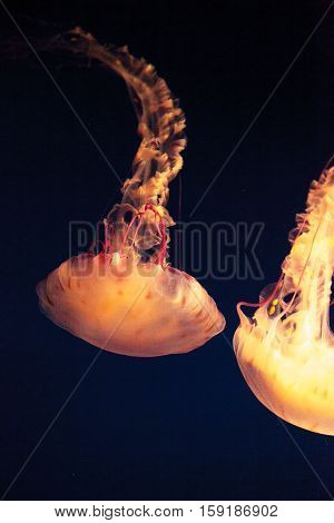 Purple striped jellyfish, Chrysaora colorata, floats gracefully with its tentacles dangling.