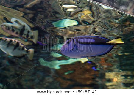 Palette tang fish, Paracanthurus hepatus, is also called the royal blue tang and can be found on a tropical reef in the ocean.