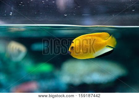 Three-spot Angelfish Apolemichthys trimaculatus in an aquarium