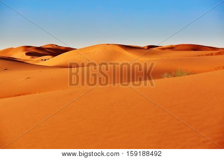 Sand Dunes In The Sahara Desert