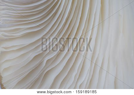 abstract background macro image of mushroom Sajor-caju Mushroom