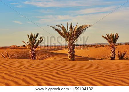 Palm Trees And Sand Dunes