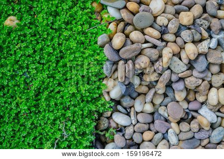abstract background of green moss and rocks.