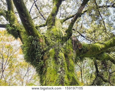 Green moss on Tree Bark Lichen Branch leaves