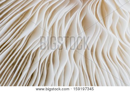 abstract background macro image of mushroom Sajor-caju Mushroom