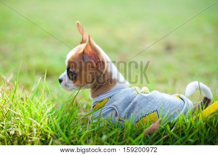 Dog in field. chiwawa retriever puppy in field. Puppy lovely. Male dog in park.