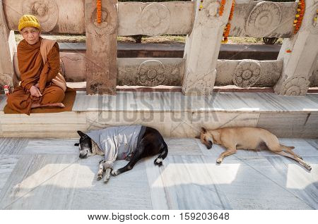 January 29 2014. India. Bodh Gaya. Inhabitants of northern Indian states believing in reincarnation and thinking that it can be their died relatives dress animals in human clothes in hope that him will be warmer.