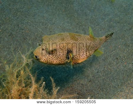 The surprising underwater world of the Bali basin, Island Bali, Puri Jati, boxfish