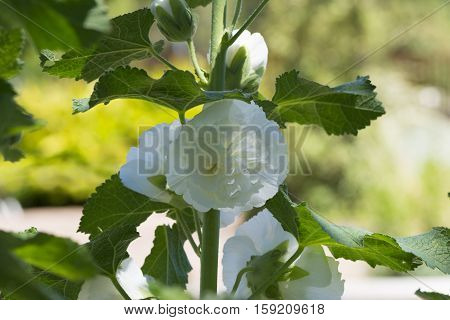 Alcea Rosea, Double Hollyhock, White Flowers