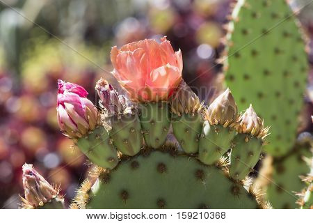 Flowering Opuntia Aciculata Cactus, Chenille Pricklypear
