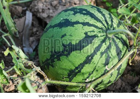 melon field with heaps of ripe watermelons in summer from Thailand