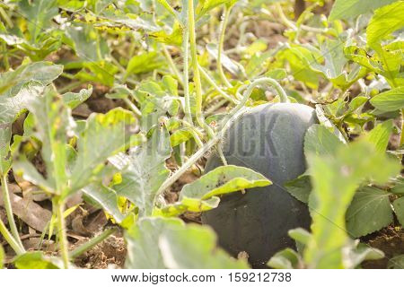 melon field with heaps of ripe watermelons in summer from Thailand