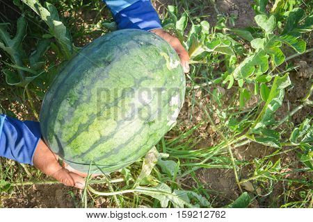melon field with heaps of ripe watermelons in summer from Thailand