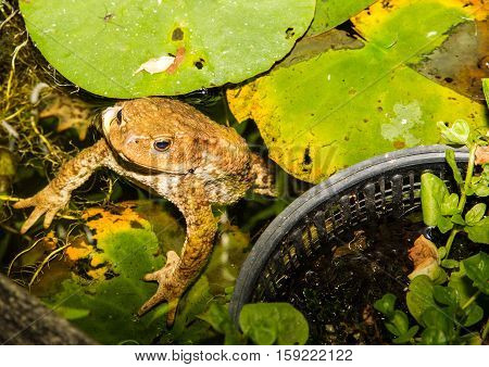 Toad
