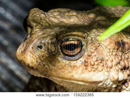 Toad