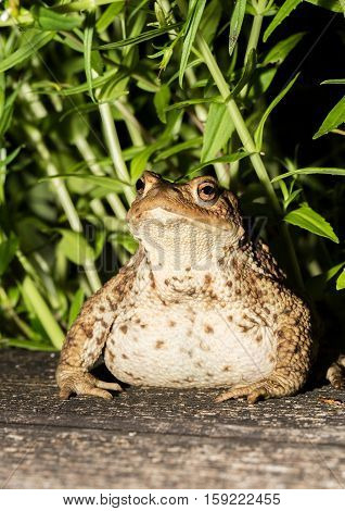 Toad