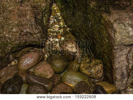 Toad