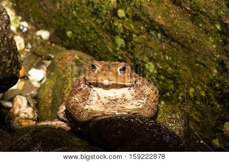 Toad