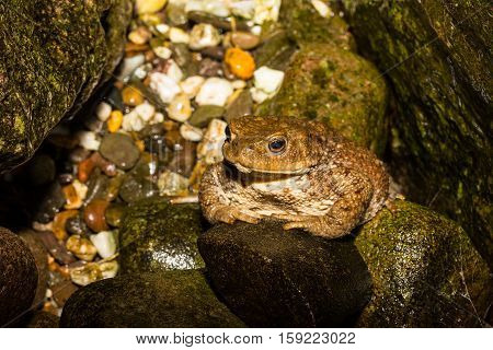 Toad