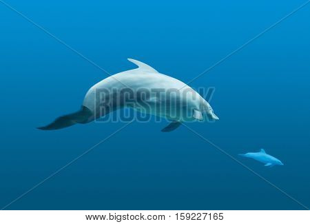 underwater scenery showing two common bottlenose dolphins in blue water ambiance