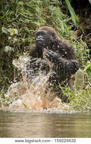 Beautiful and wild lowland gorilla in the nature habitat in Africa