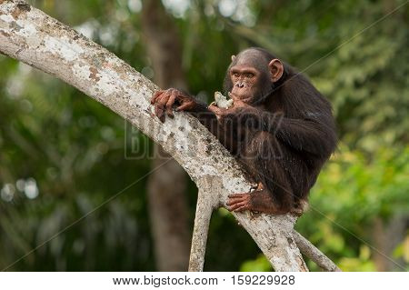 Beautiful and nice chimpanzee in the nature habitat in Africa