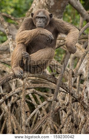 Beautiful and nice chimpanzee in the nature habitat in Africa