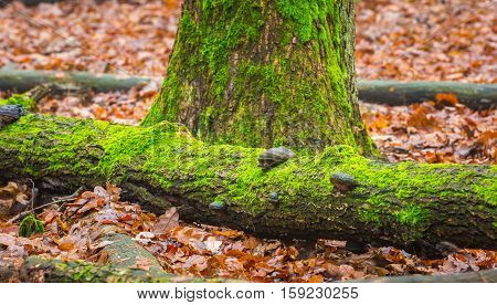 Tree Hub Growing On Trunk