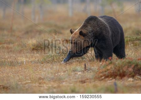 Brown bear in the nature habitat of finland land, finland wildlife, rare encounter, big predator, european wild nature, forest king