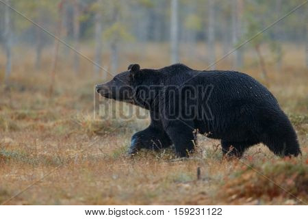Brown bear in the nature habitat of finland land, finland wildlife, rare encounter, big predator, european wild nature, forest king